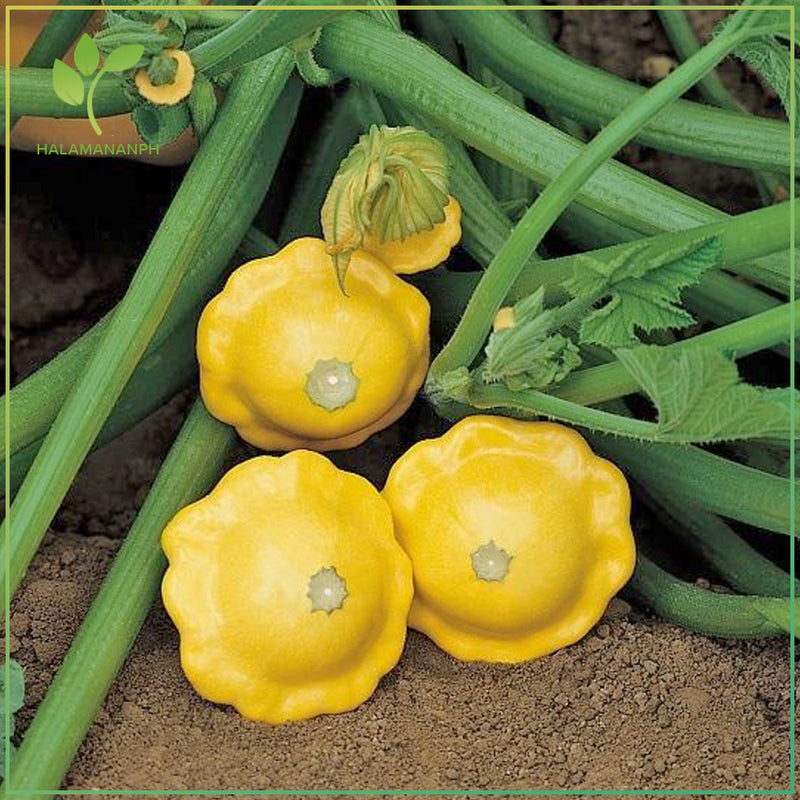 Scallop Squash Seeds for Planting – Heirloom Summer Squash Seeds
