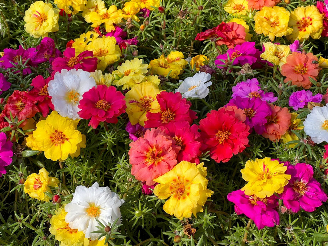 Portulaca Moss flower seeds