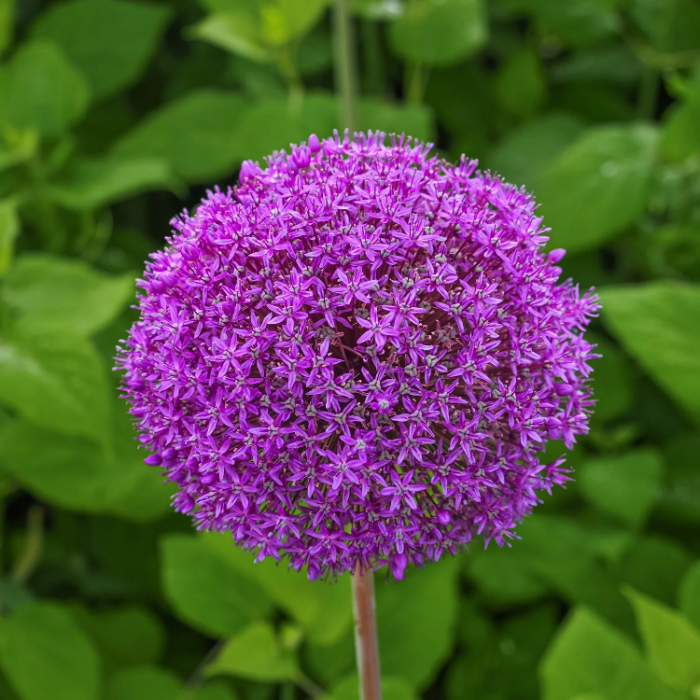Giganteum Allium plant