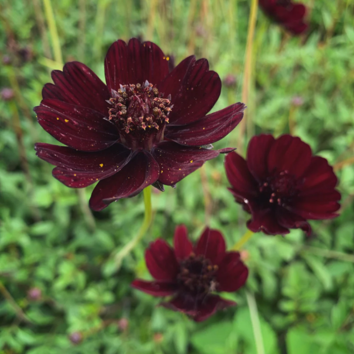 Chocolate Cosmos Cosmos plant