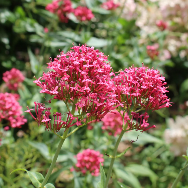 Perennial Red Valerian plant