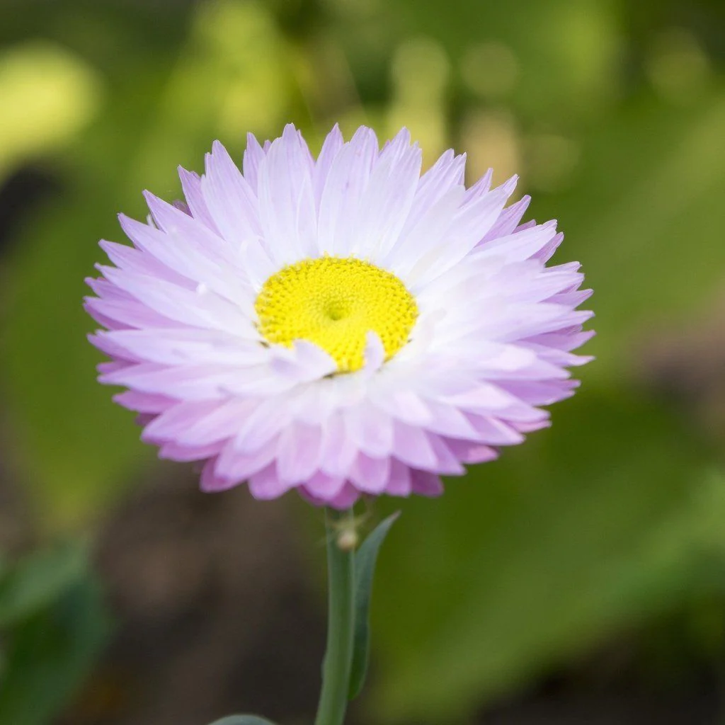 Tolerant Paper Daisy plant