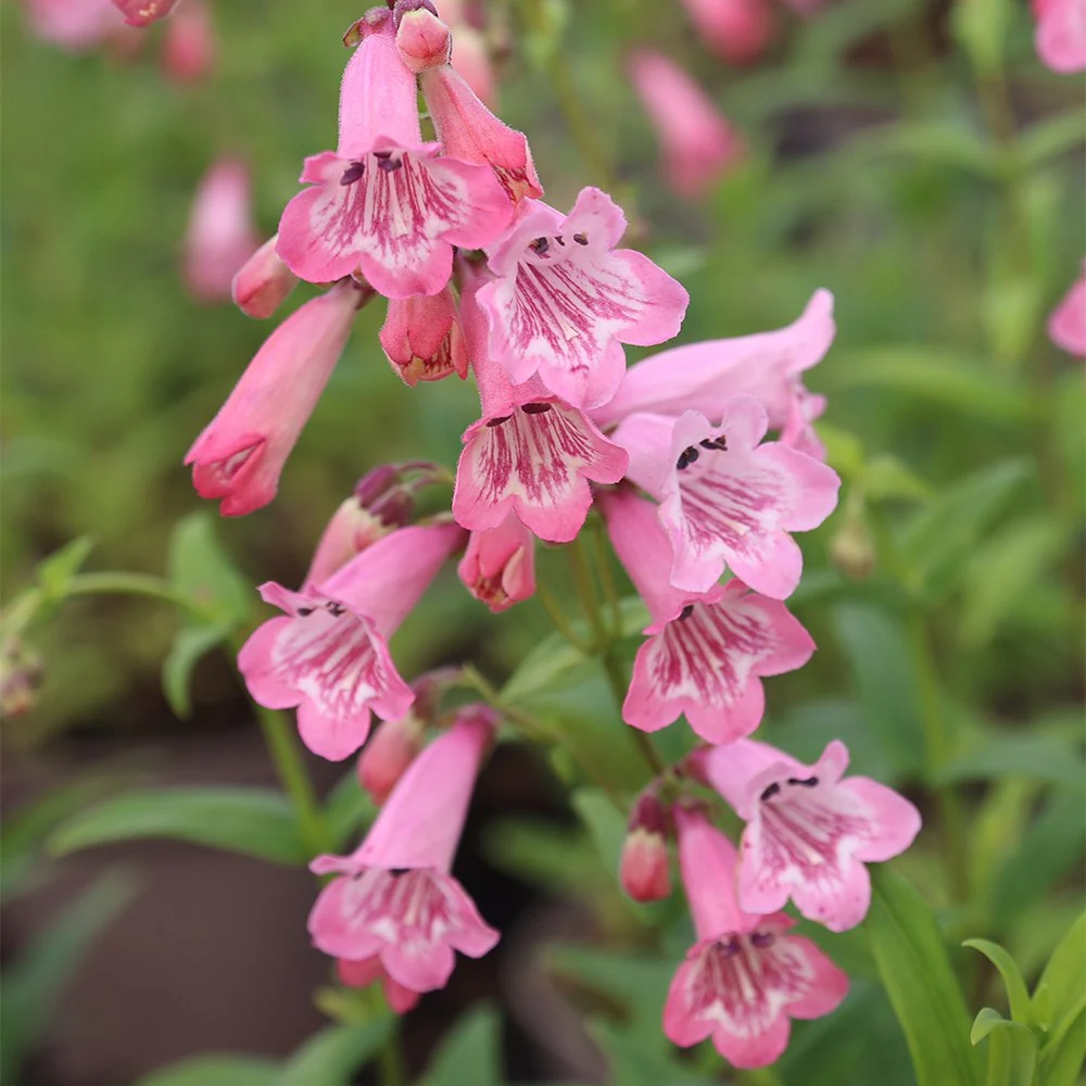 Pink Penstemon plant