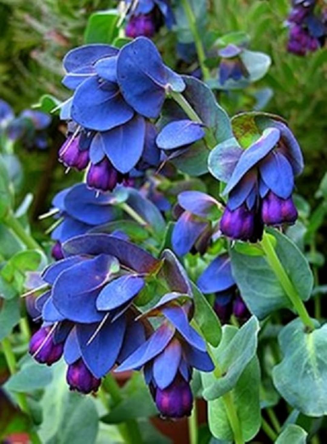 Blue Shrimp Cerinthe plant