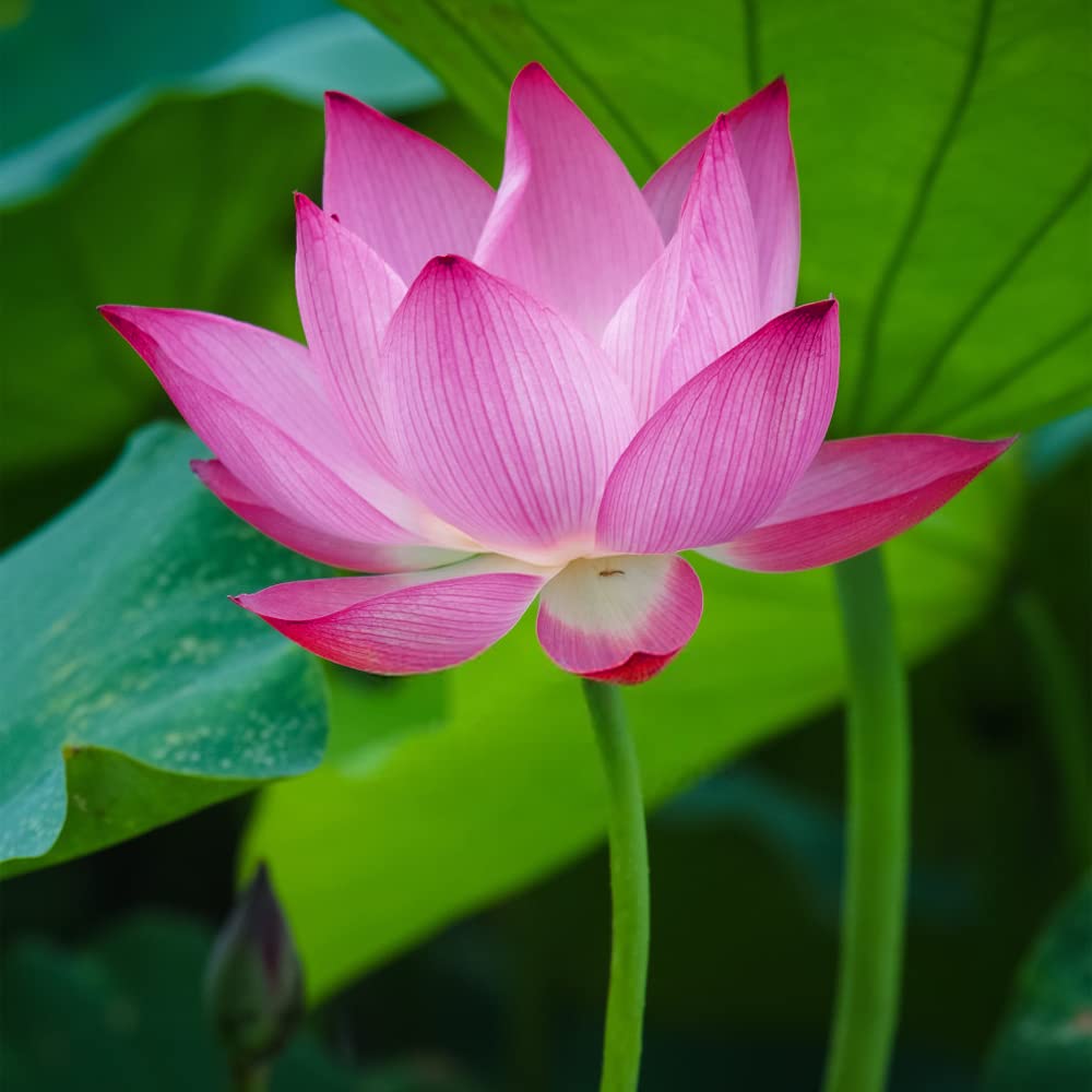 Bonsai Lotus plant