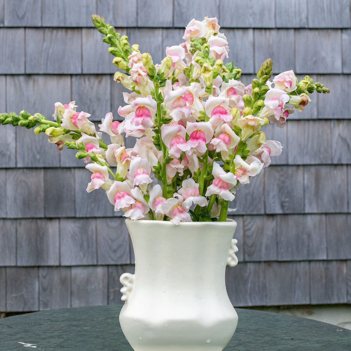 Appleblossom Snapdragon plant