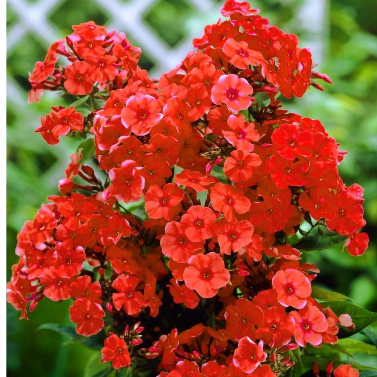 Mix Garden Phlox plant