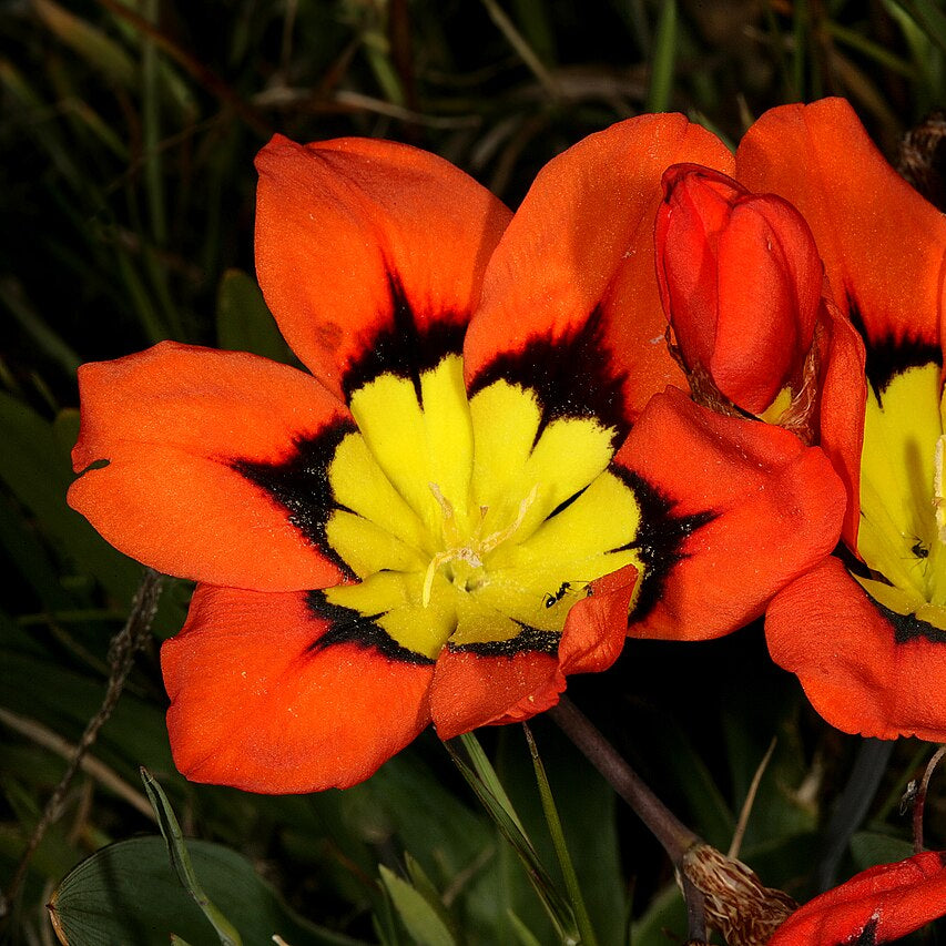 Orange Sparaxis Tricolor plant