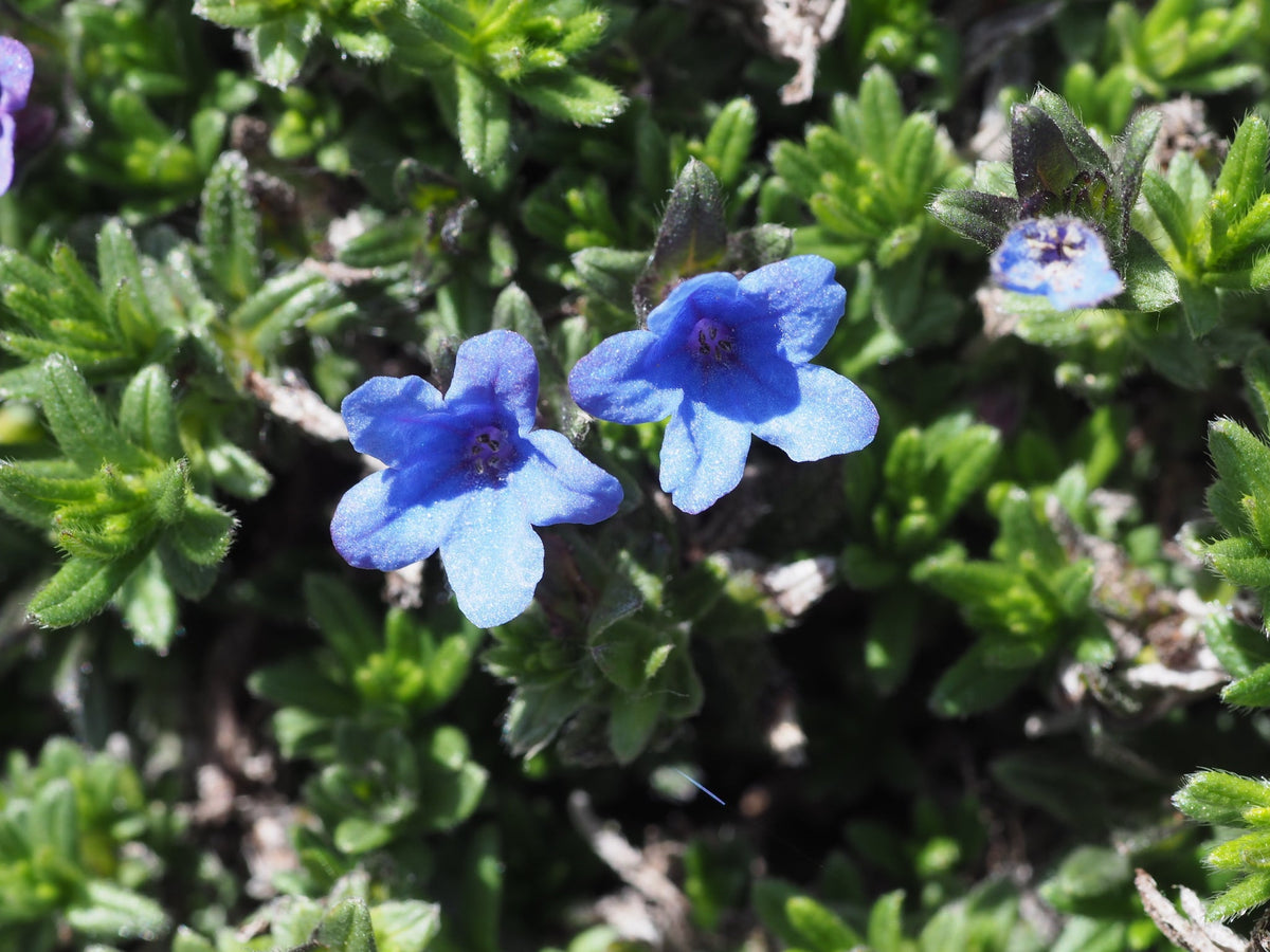Glandora Diffusa plant