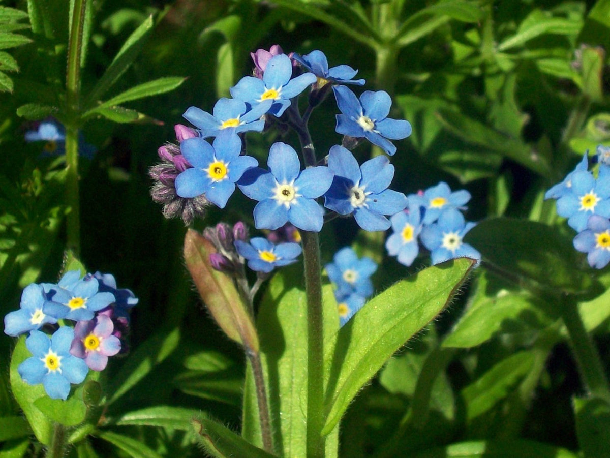 Classic Blue Forget-Me-Not plant
