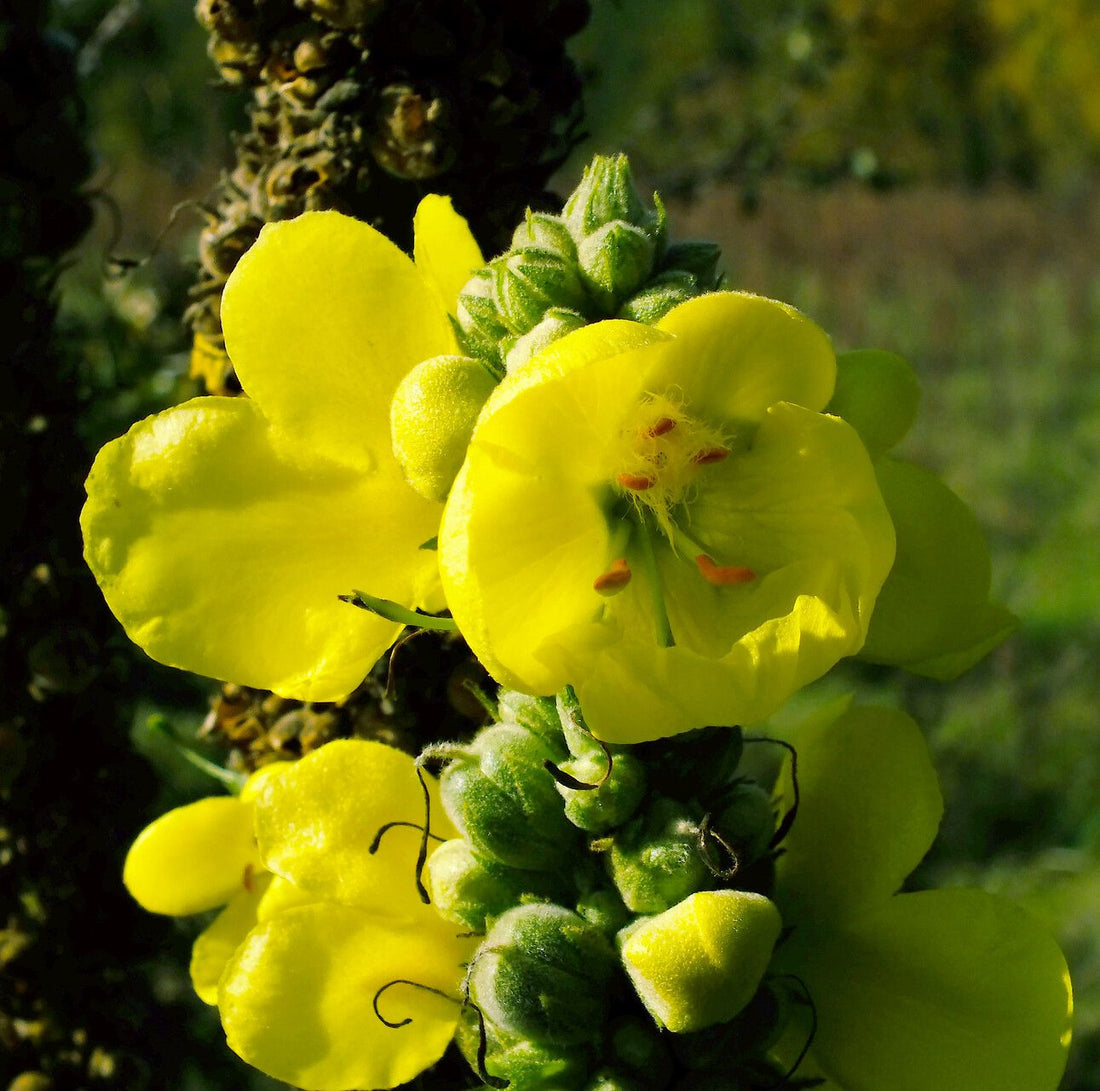 Verbascum Thapsus flower seeds