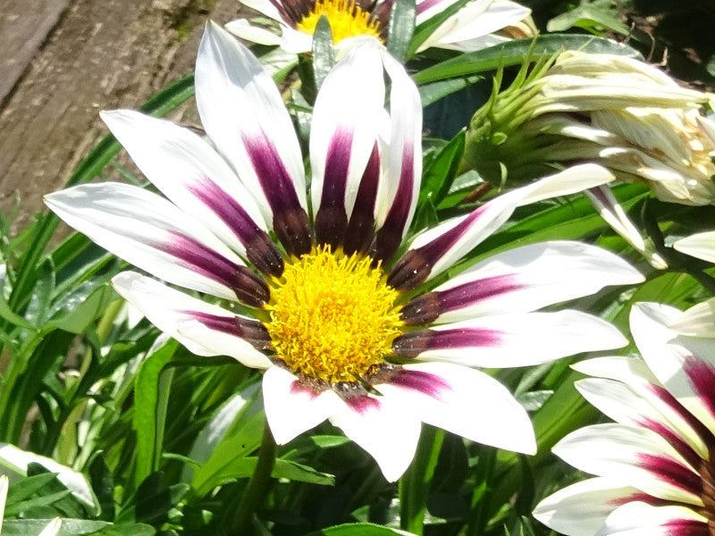 Violet Rigens flower seeds