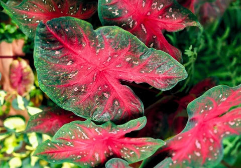 Caladium flower seeds