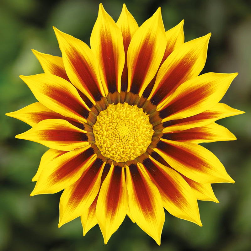 Yellow Gazania Flower Seeds for Planting – Heirloom Non-GMO Garden Seeds