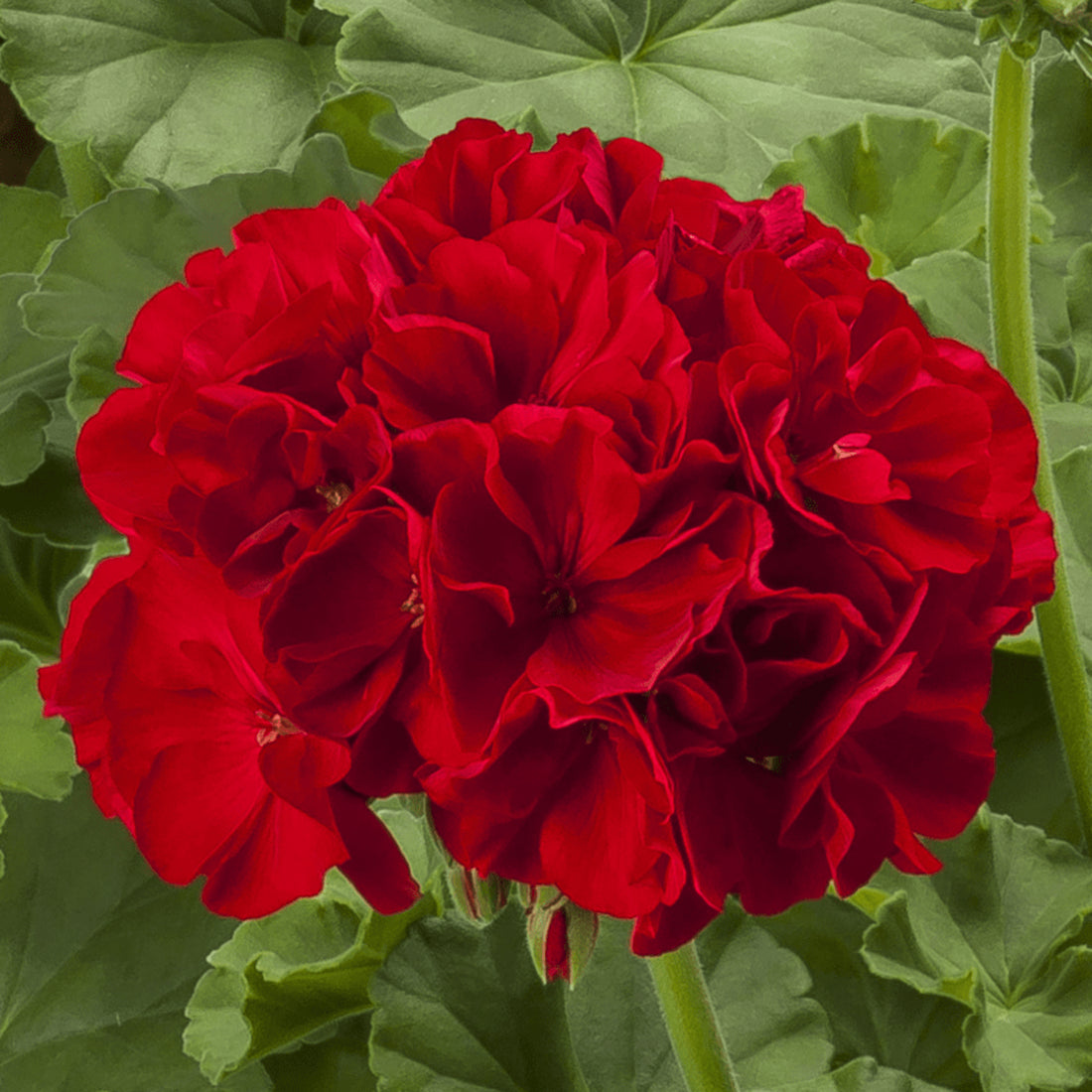 Deep Red flower seeds