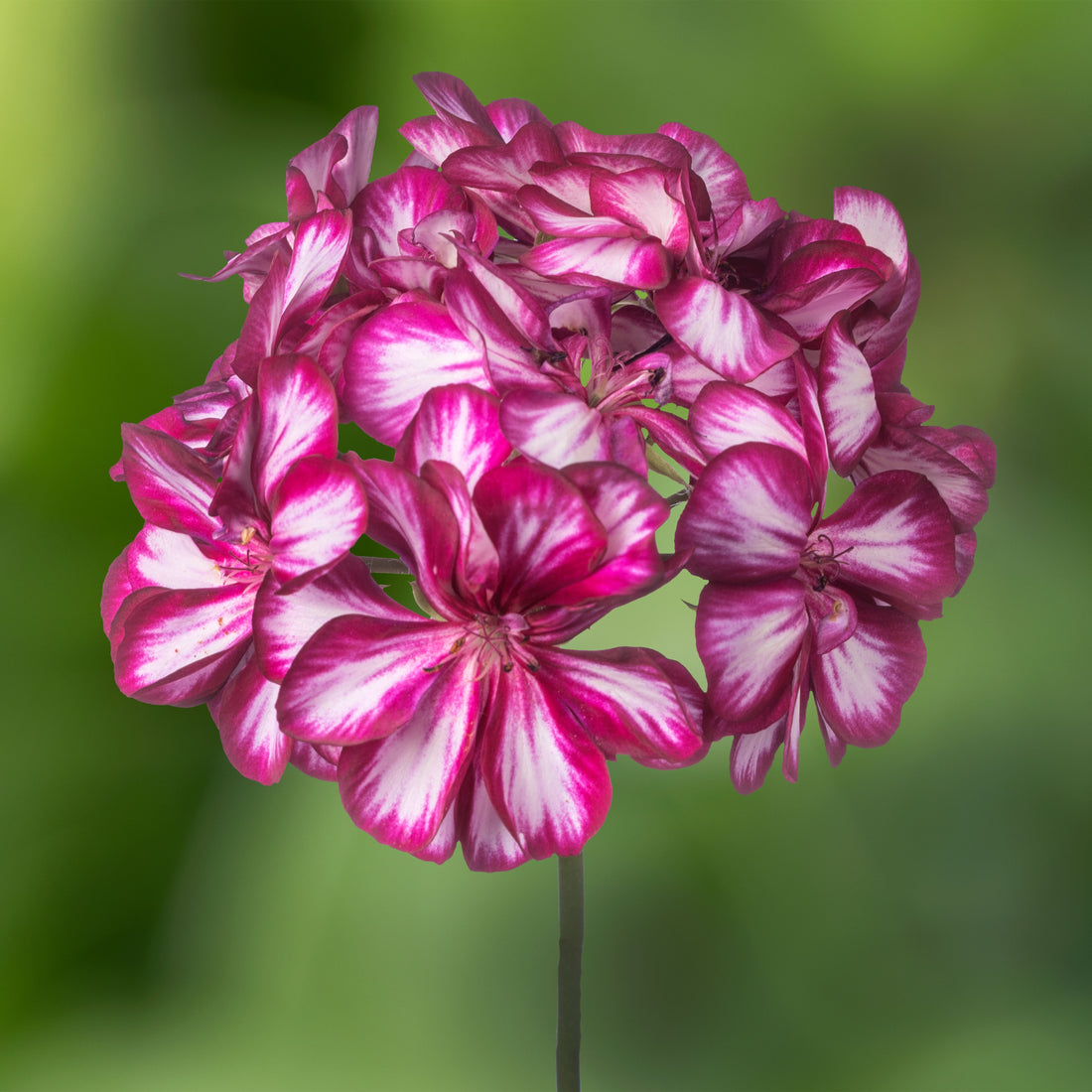 Pink Burgundy flower seeds