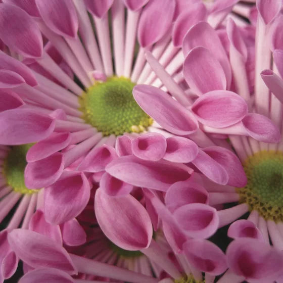 Pink Spoon flower seeds