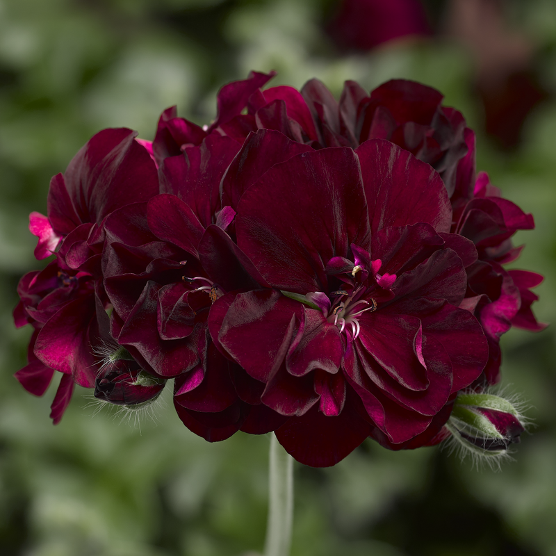 Dark Burgundy Geranium Flower Seeds for Planting – Heirloom Non-GMO Garden Seeds