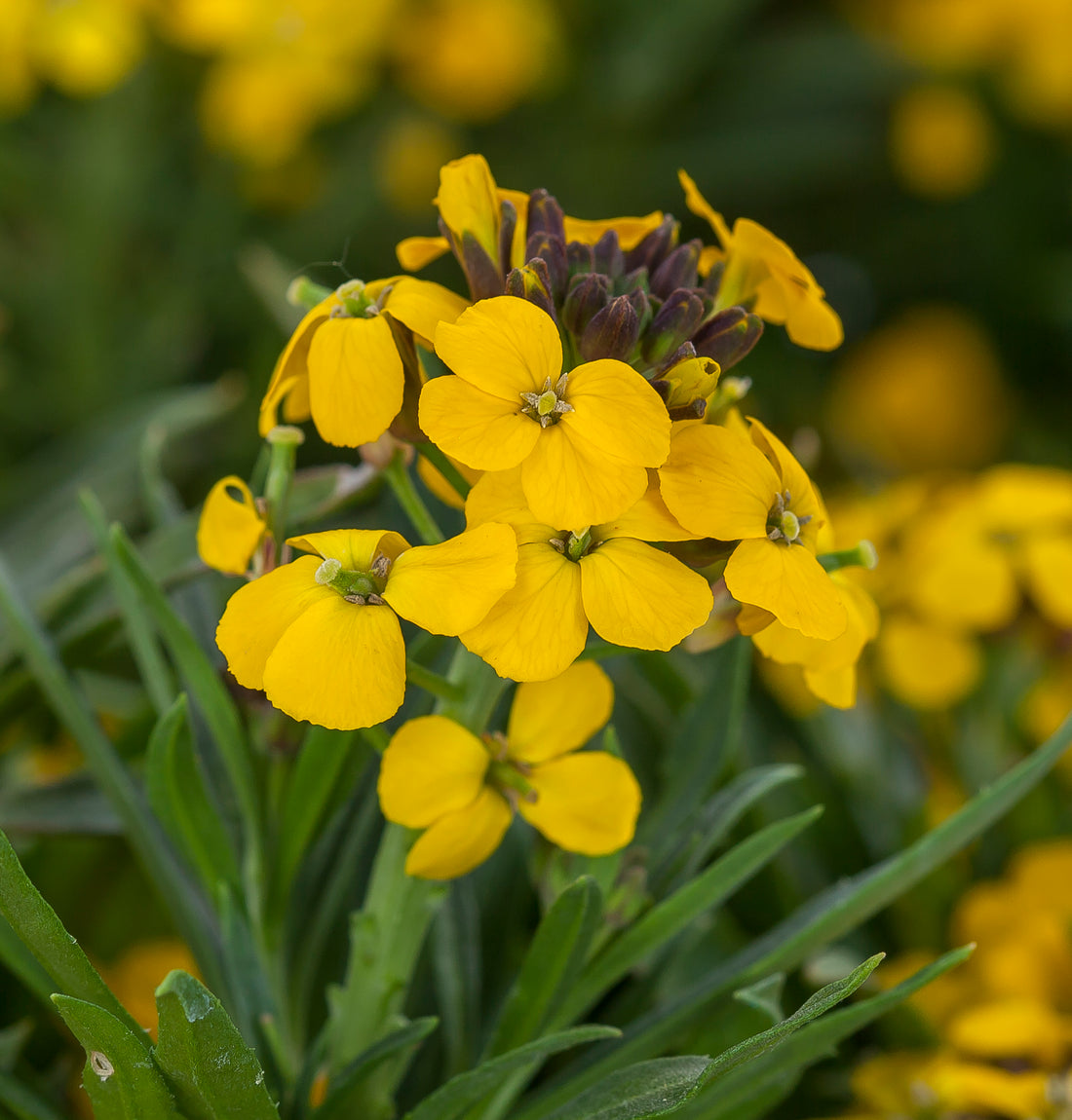 Yellow Wallflower flower seeds