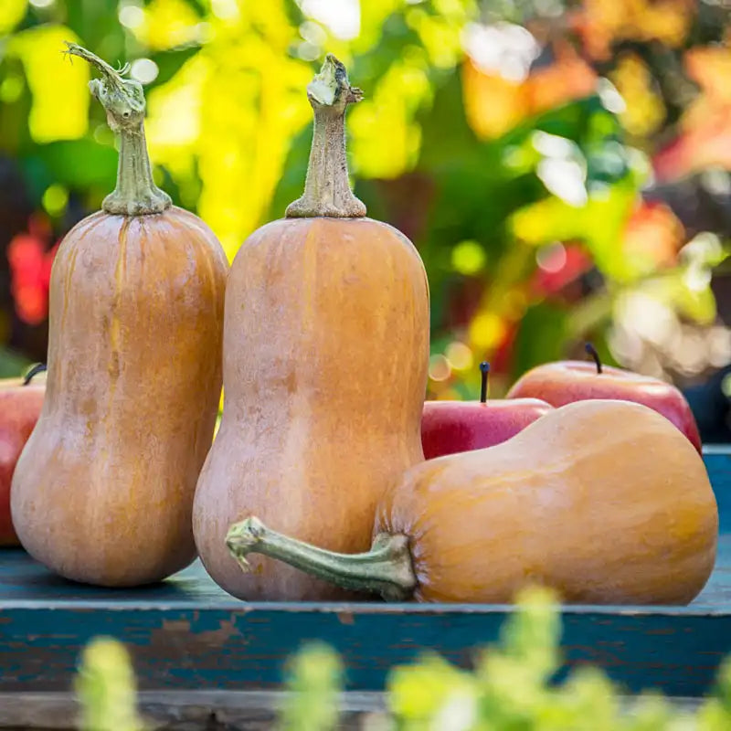 Honeynut Squash Seeds
