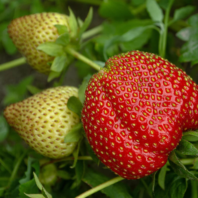 Strawberry Fruit Seeds for Planting – Heirloom Non-GMO Garden Seeds