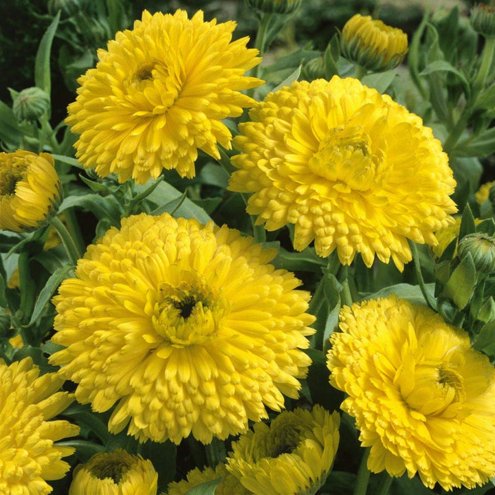 Golden Emperor flower seeds