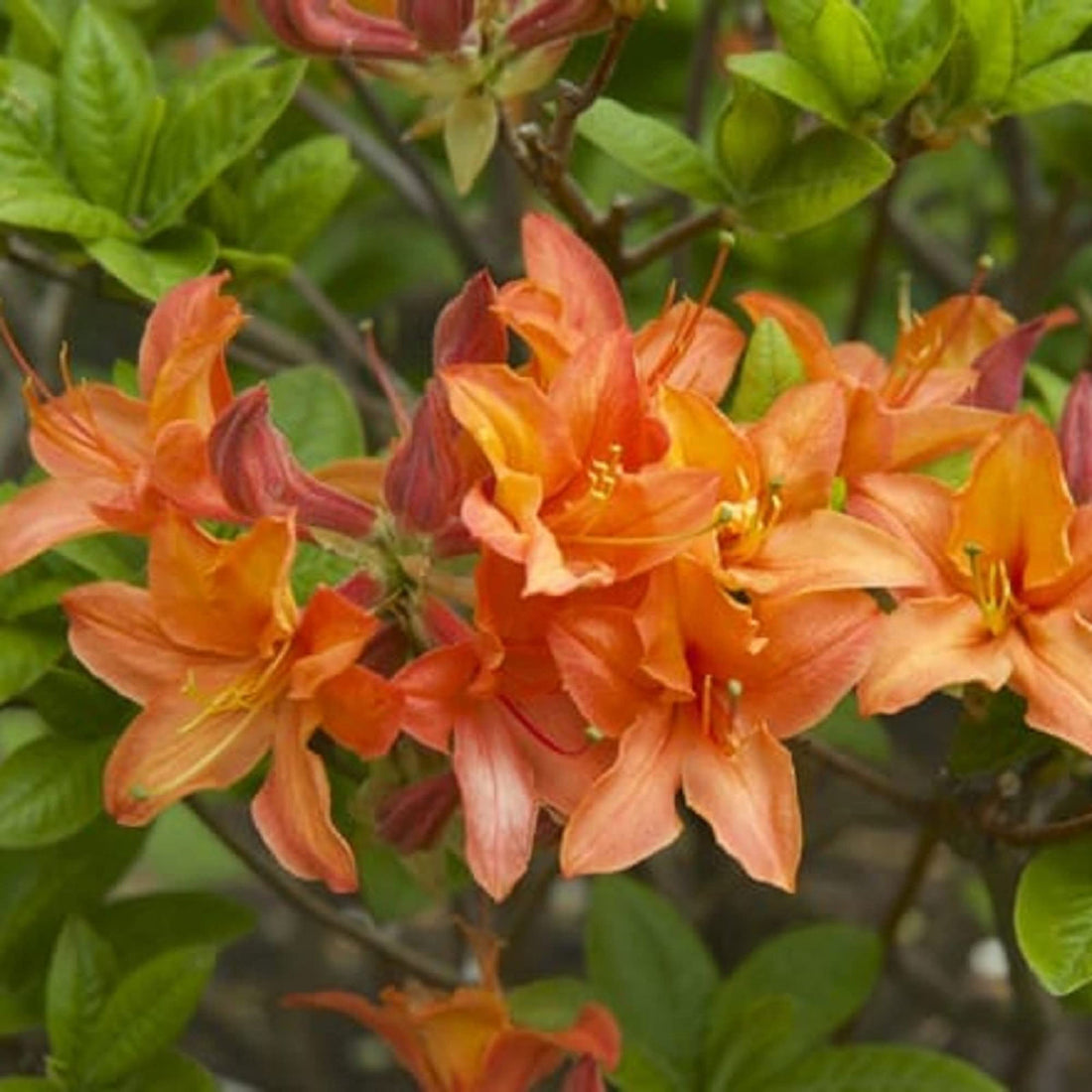 Orange Azalea flower seeds