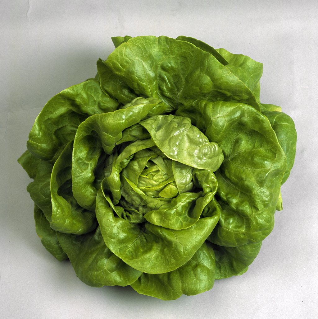 Butterhead Lettuce Seeds
