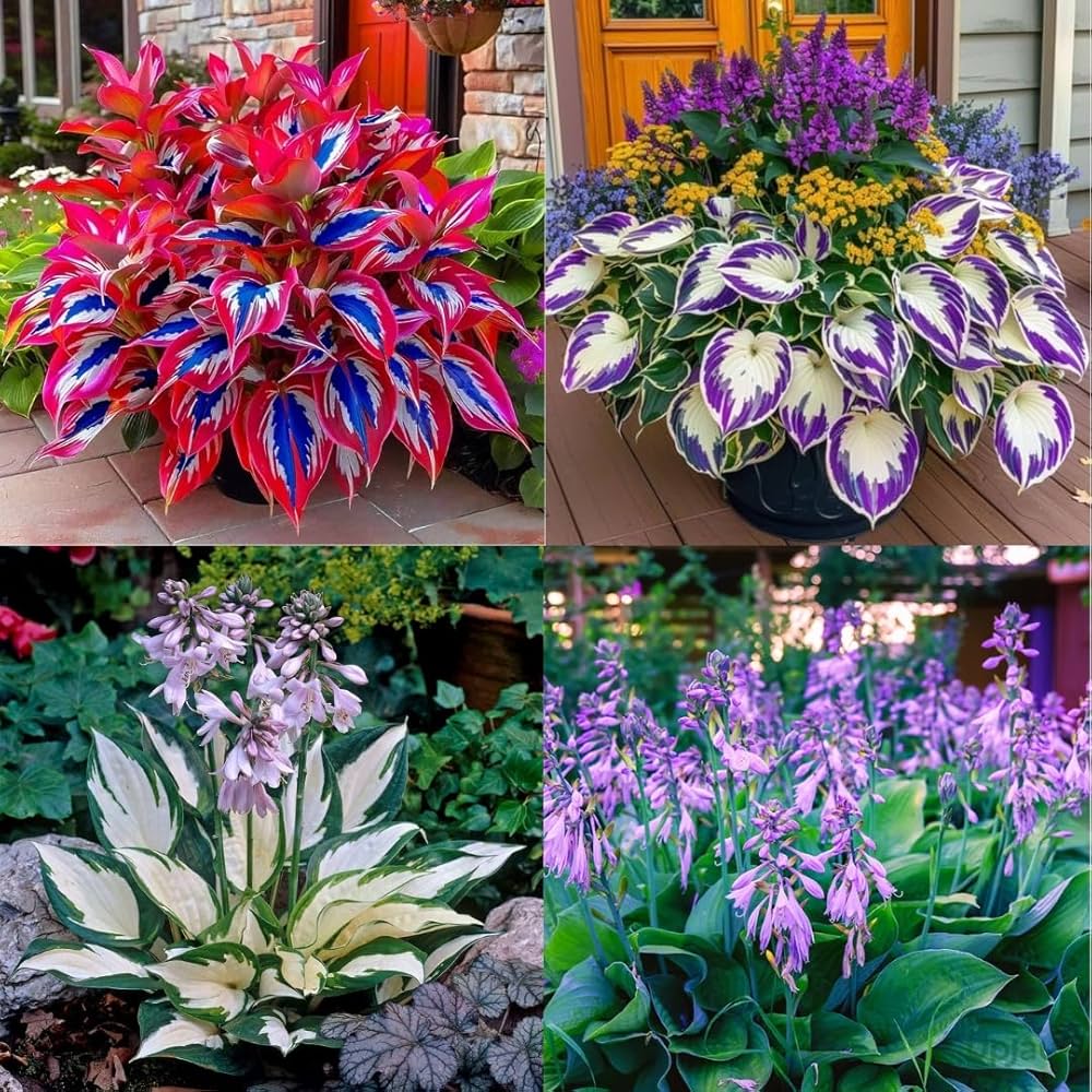 Montana Hosta flower seeds