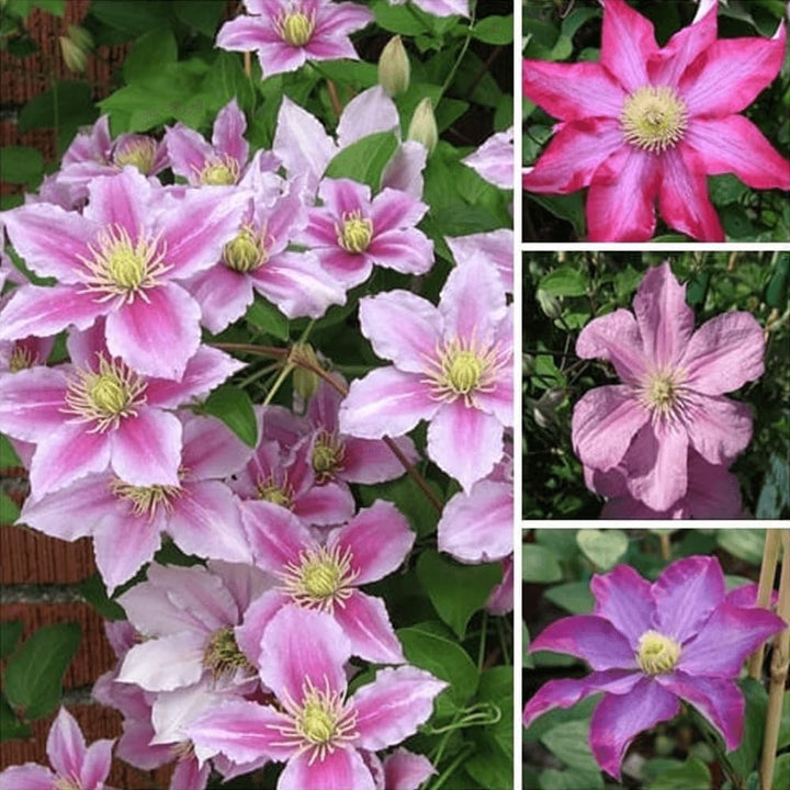 Peach Clematis flower seeds