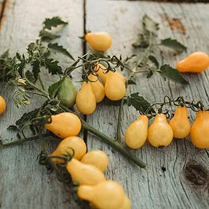 Yellow Pear Tomato Garden Seeds for Planting – Heirloom Non-GMO Garden Seeds
