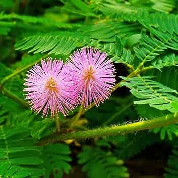 Mimosa Pudica flower seeds