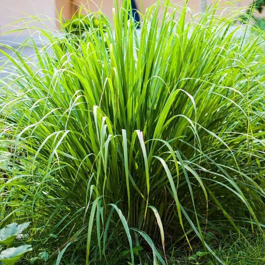 Tall Aromatic Lemongrass plant
