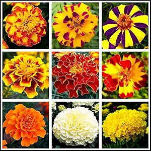 Marigold Tagetes flower seeds