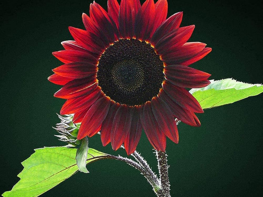 Chocolate Cherry flower seeds