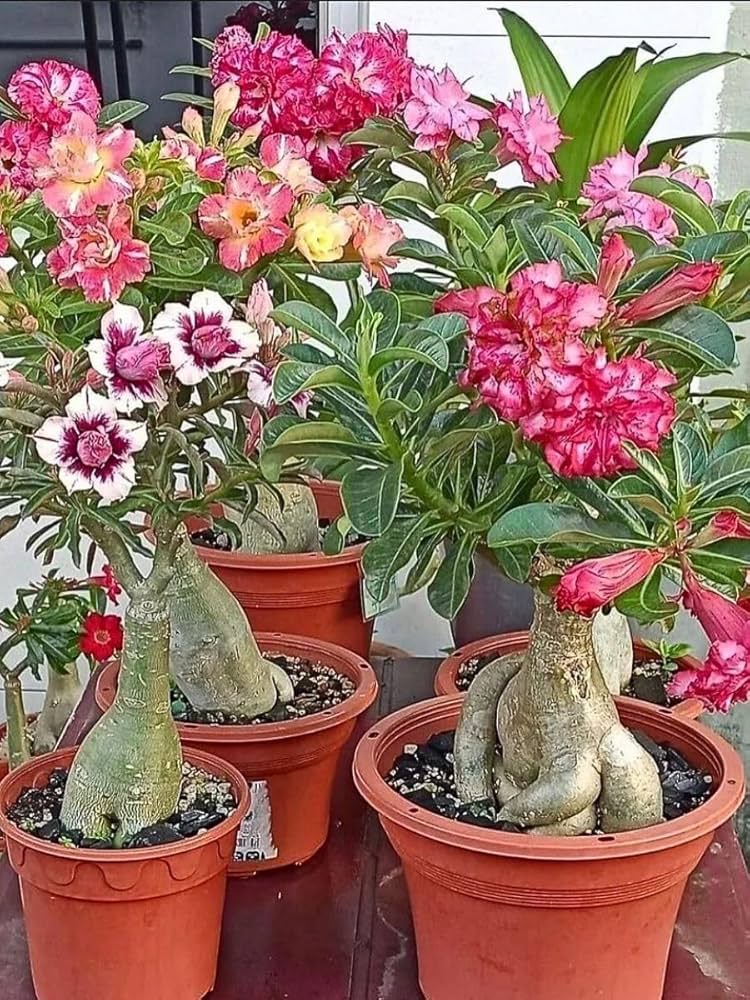Caudex flower seeds