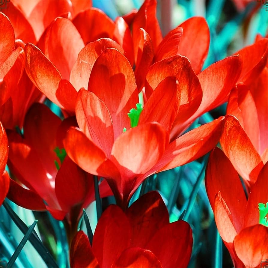 Red Crocus flower seeds