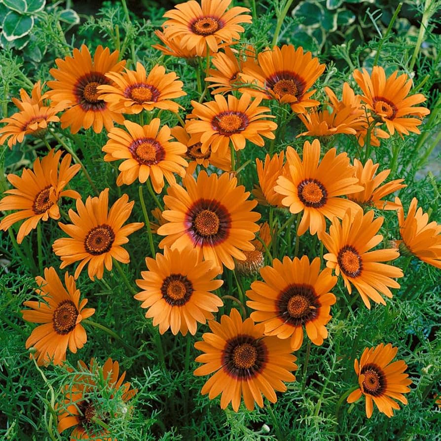 Orange Anthemoides flower seeds