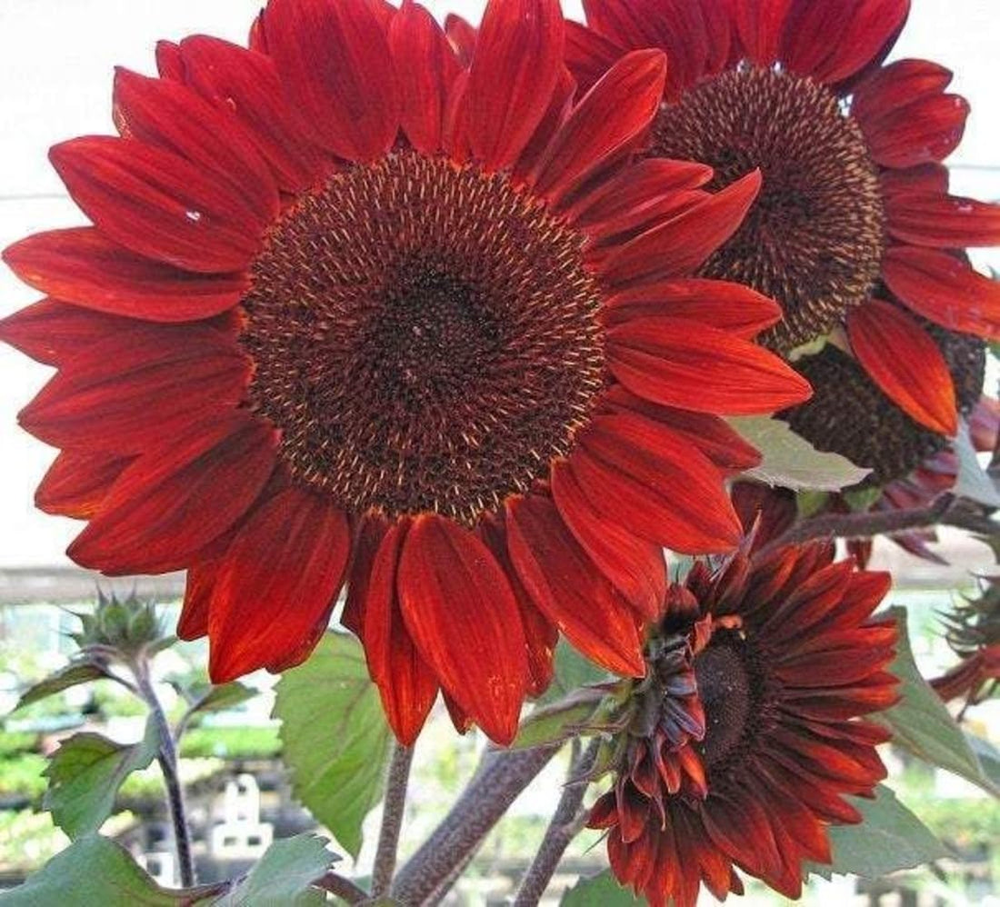 Velvet Queen flower seeds