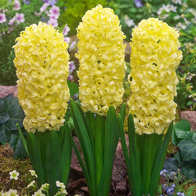Hyacinth Flower Seeds for Planting – Heirloom Non-GMO Garden Seeds