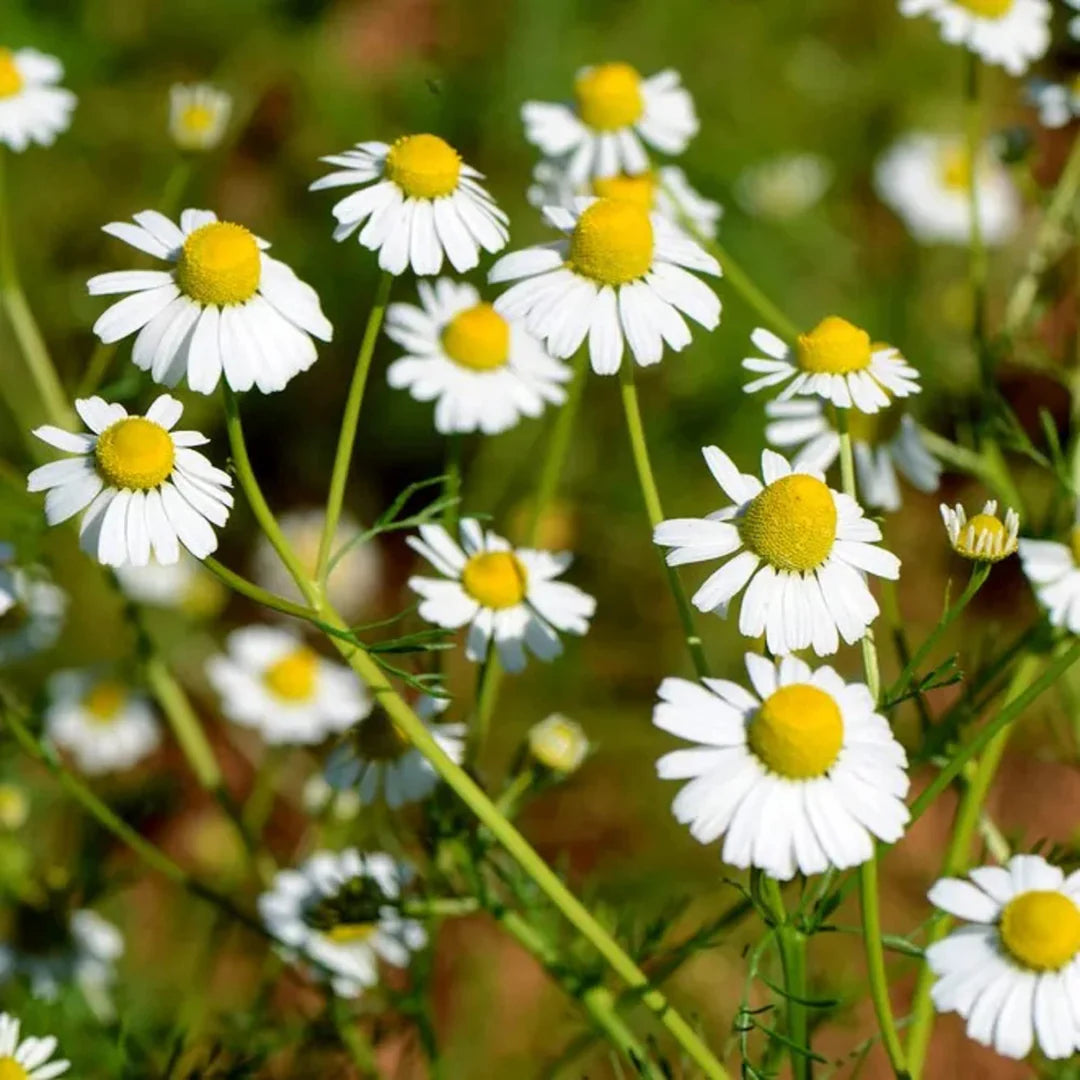 Chamaemelum flower seeds