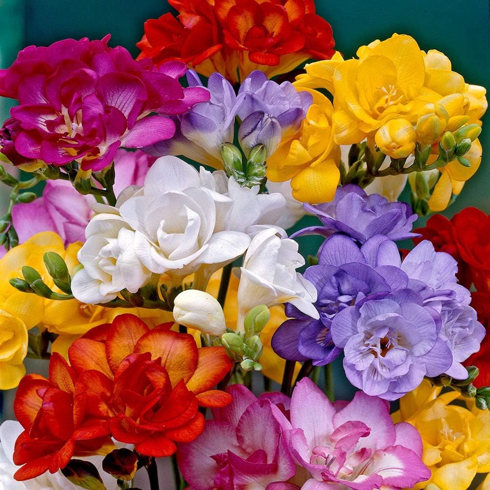 Freesia flower seeds