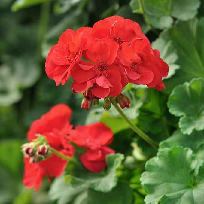 Geranium flower seeds