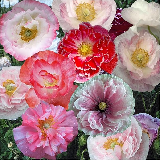 Poppy Papaver flower seeds