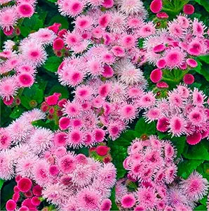 Floss flower seeds