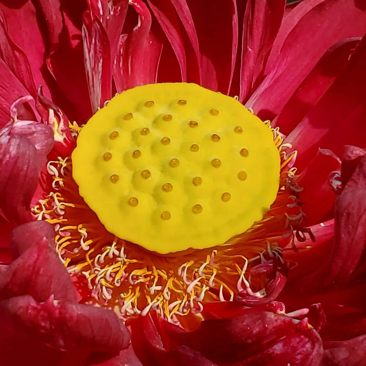 Red Sacred Lotus plant