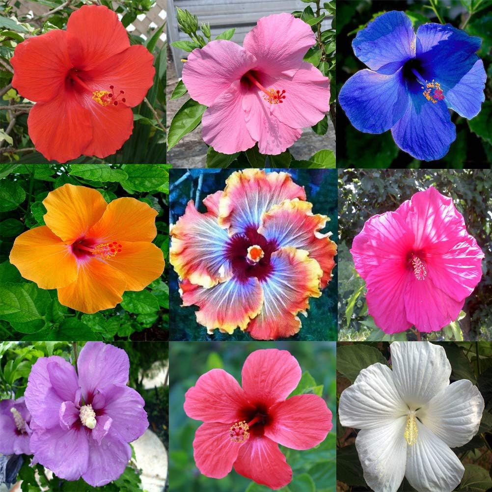 Hibiscus flower seeds