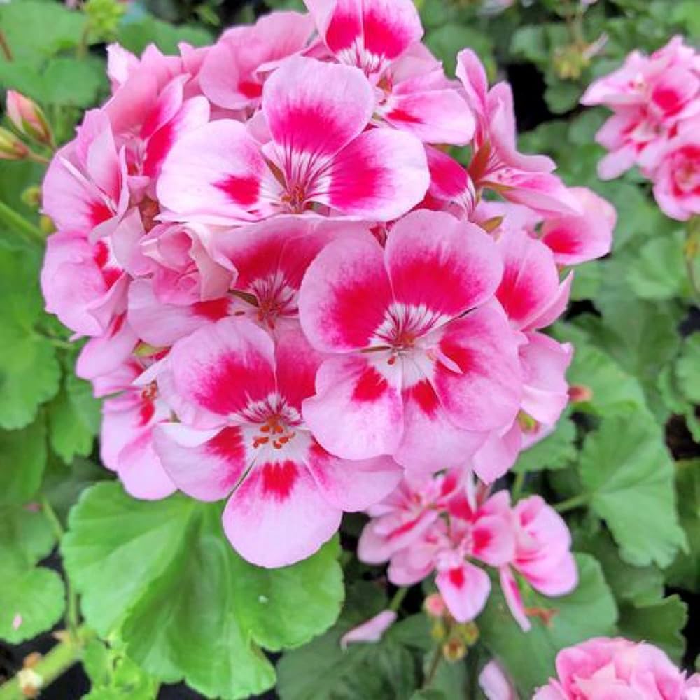 Peach Geranium flower seeds