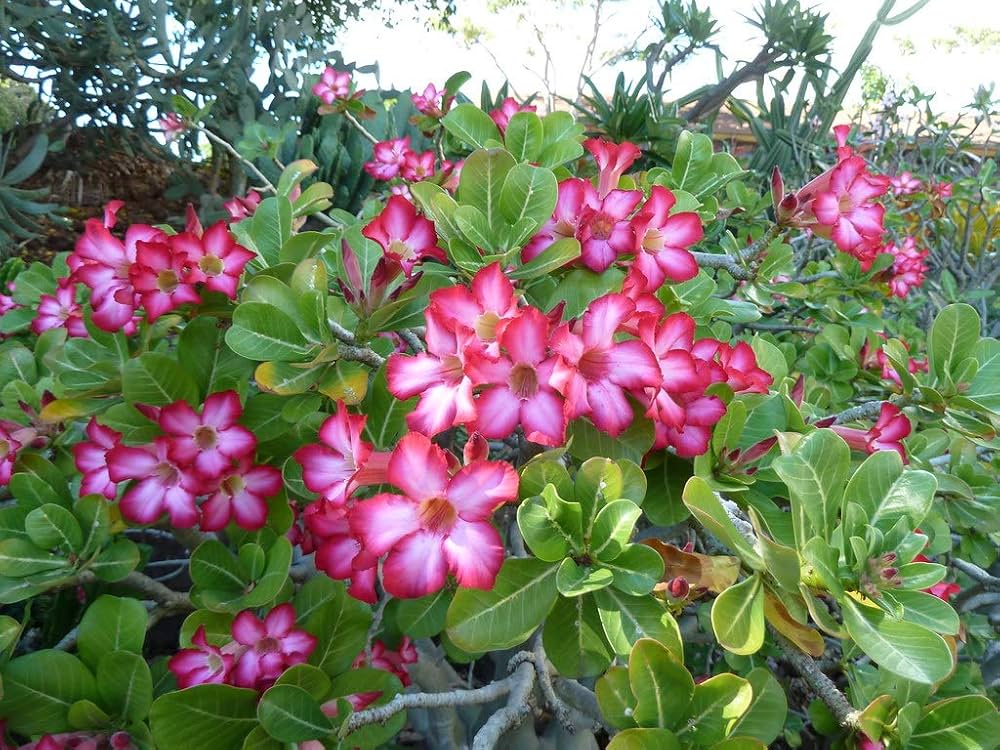 Desert Rose flower seeds