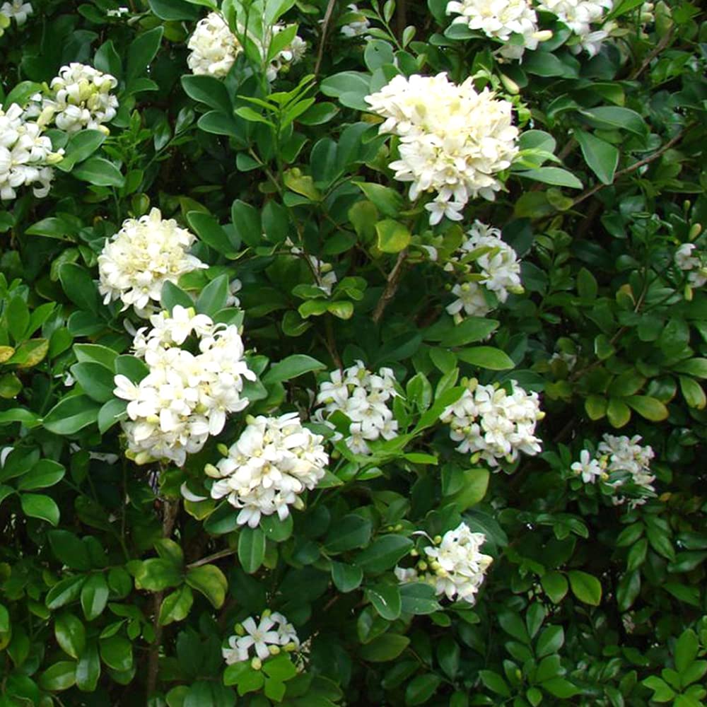 Murraya flower seeds